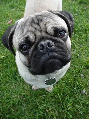 Pug